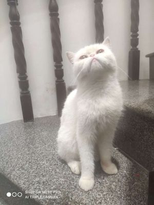 Bán Mèo Exotic trắng. Mua bán Mèo tại Quận Bình Tân Tp Hồ Chí Minh được đăng bởi Quốc Phạm