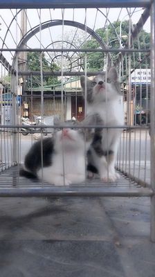 Mèo Đa sắc 2 tháng đã tiêm và tẩy giun