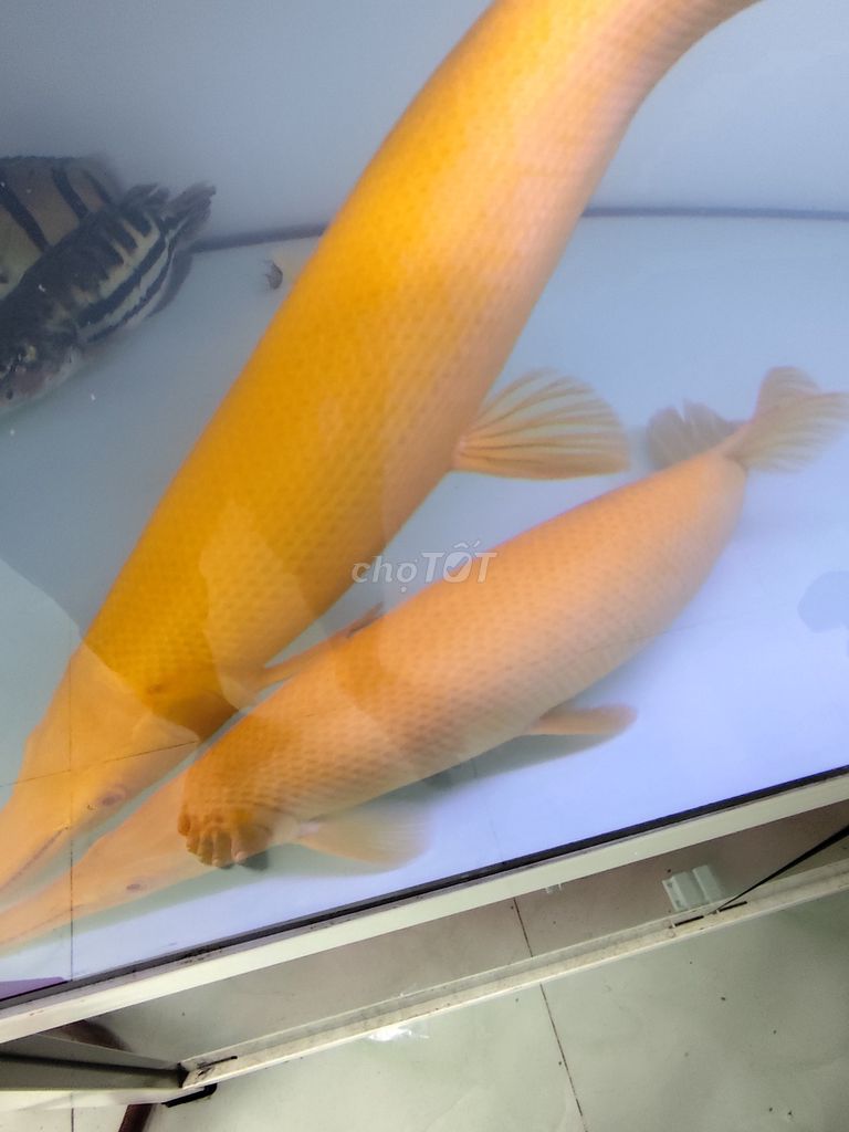 Cá sấu mập khủng. Mua bán Thú cưng khác tại Quận 12 Tp Hồ Chí Minh được đăng bởi Phùng chí tâm hình 1