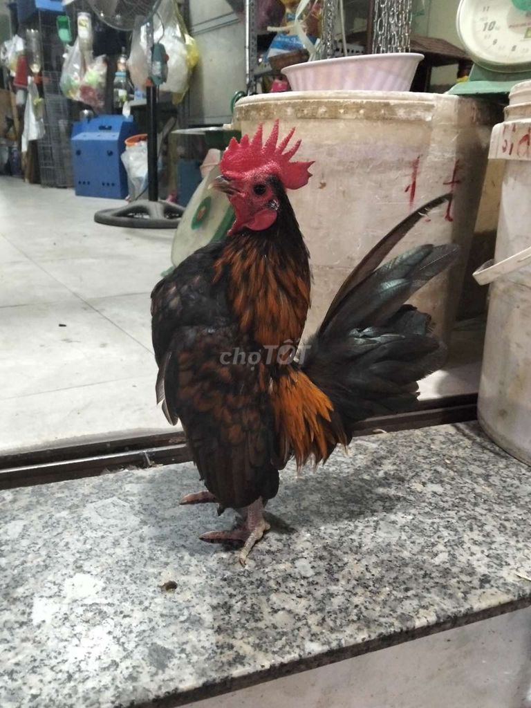 3 e trống serama. Mua bán Gà tại Quận Bình Tân Tp Hồ Chí Minh được đăng bởi ng minh tri hình 1