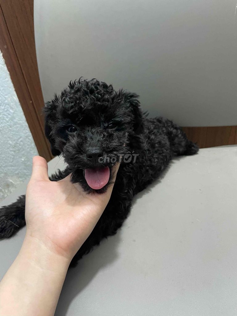 chó poodle 1 đực  size nhỏ không quá 3kg