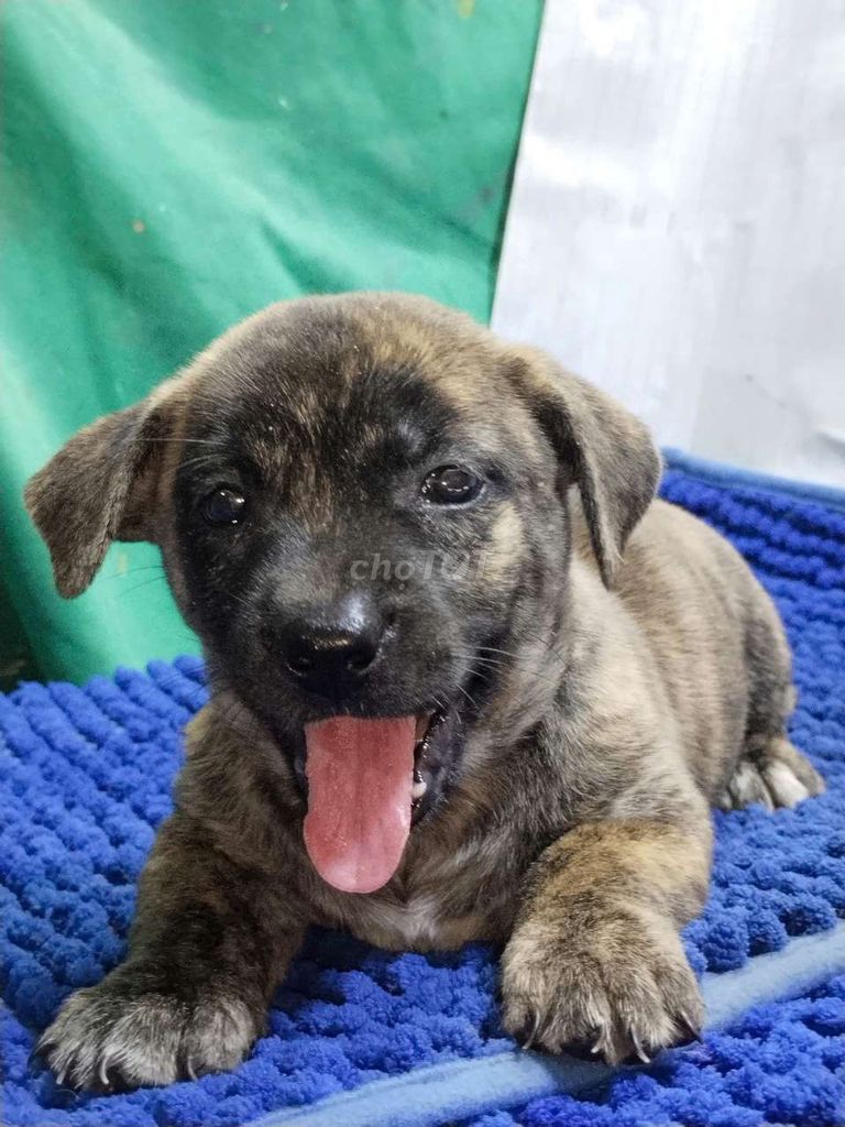 Chó Pit Bull lai Vện Vàng canh nhà giỏi . Mua bán Chó tại Quận Bình Tân Tp Hồ Chí Minh được đăng bởi Nguyễn Hằng hình 1