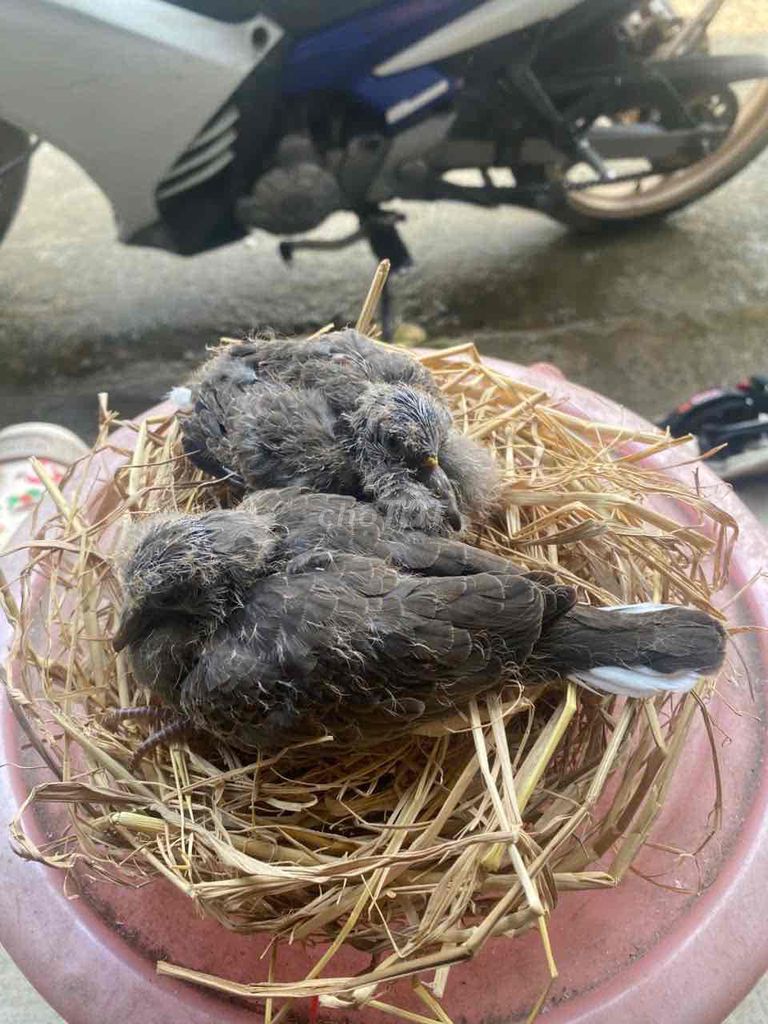 cặp non thúc gì vừa tuổi đúc. Mua bán Chim tại Huyện Bình Chánh Tp Hồ Chí Minh được đăng bởi phanvanbau hình 1