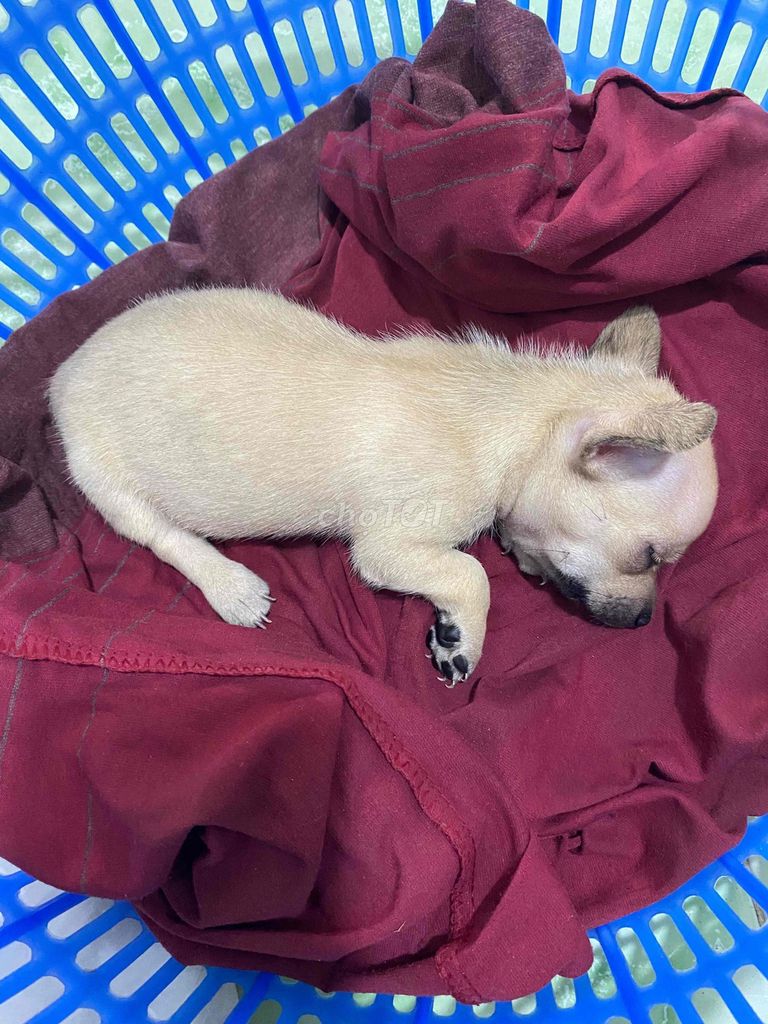 Chó Chihuahua Nâu nhạt 1 tháng. Mua bán Chó tại Quận 6 Tp Hồ Chí Minh được đăng bởi Tr Thanh Xuân hình 1