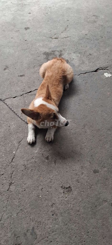Chó Corgi Nâu trắng. Mua bán Chó tại Quận Cầu Giấy Hà Nội được đăng bởi nguyên phòng dao hình 1