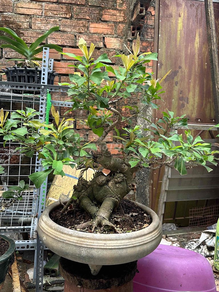 Lộc vừng thân bệ mụp tán fom lùm mướt. Mua bán Cây cảnh, đồ trang trí tại Huyện Củ Chi Tp Hồ Chí Minh được đăng bởi nguyễn quốc Thắng hình 1