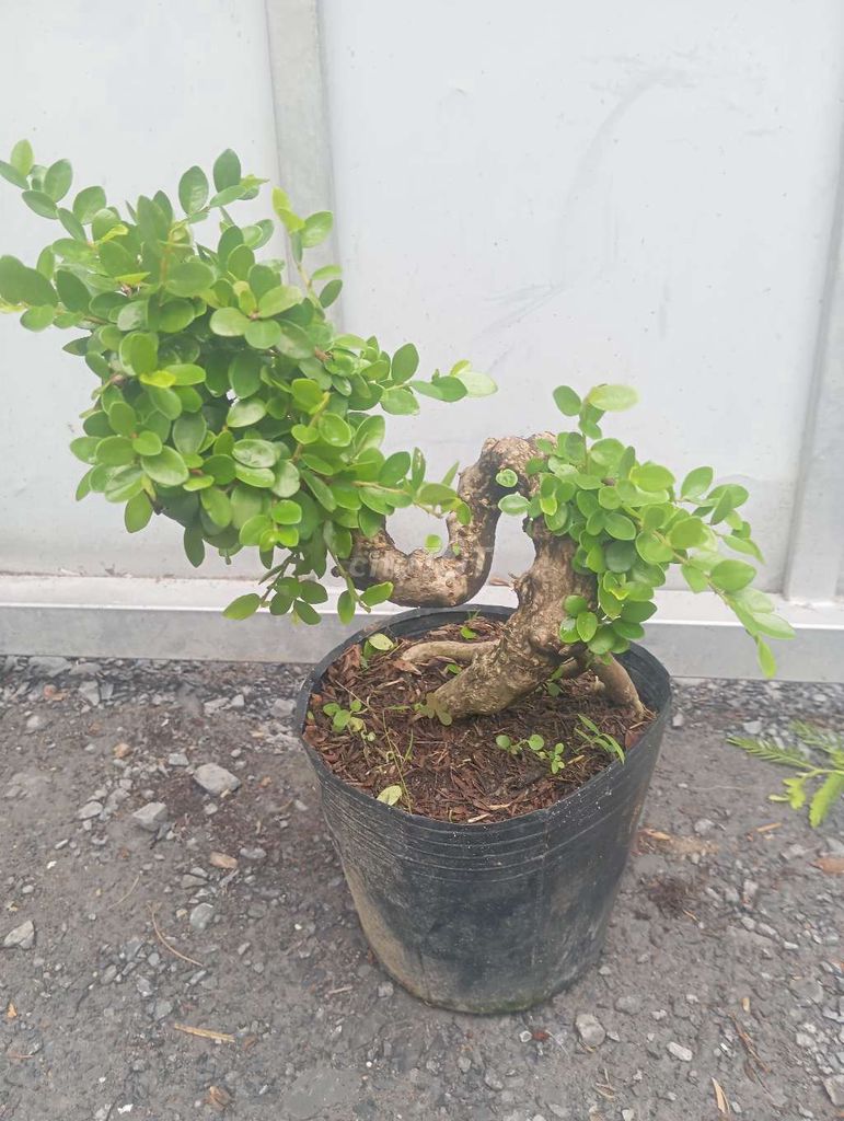 Cây cảnh Sam núi dáng long già nu. Mua bán Cây cảnh, đồ trang trí tại Huyện Củ Chi Tp Hồ Chí Minh được đăng bởi Cây kiểng giá rẻ LT2 hình 1