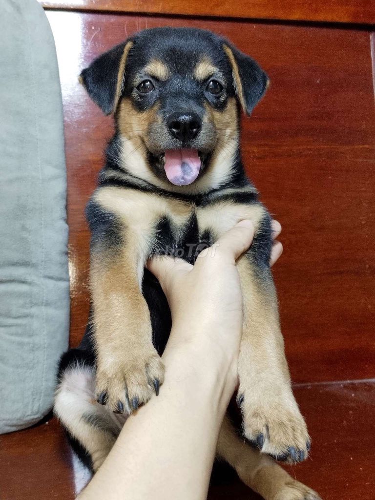 Bé rottweiler canh nhà giỏi trưởng thành 40kí. Mua bán Chó tại Huyện Bình Chánh Tp Hồ Chí Minh được đăng bởi Ngân Hà hình 1