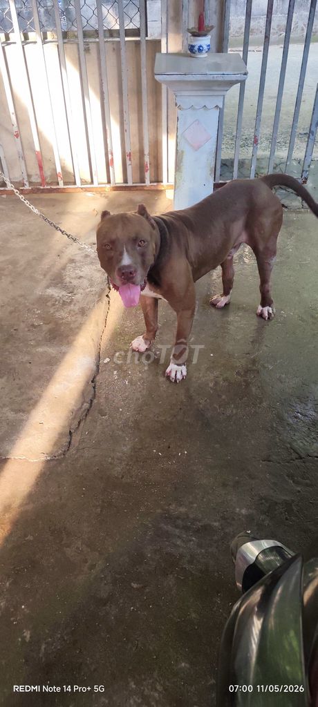 Chó Pitbull không xác định. Mua bán Chó tại Thị xã Bến Cát Bình Dương được đăng bởi thanhphung Mai hình 1