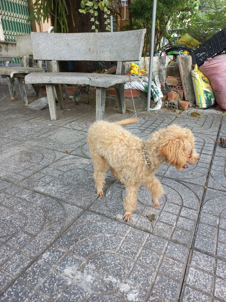Chó Poodle Tiny cái gần 1 năm. Mua bán Chó tại Thành phố Vũng Tàu Bà Rịa - Vũng Tàu được đăng bởi Tuyen Nguyenvan hình 1