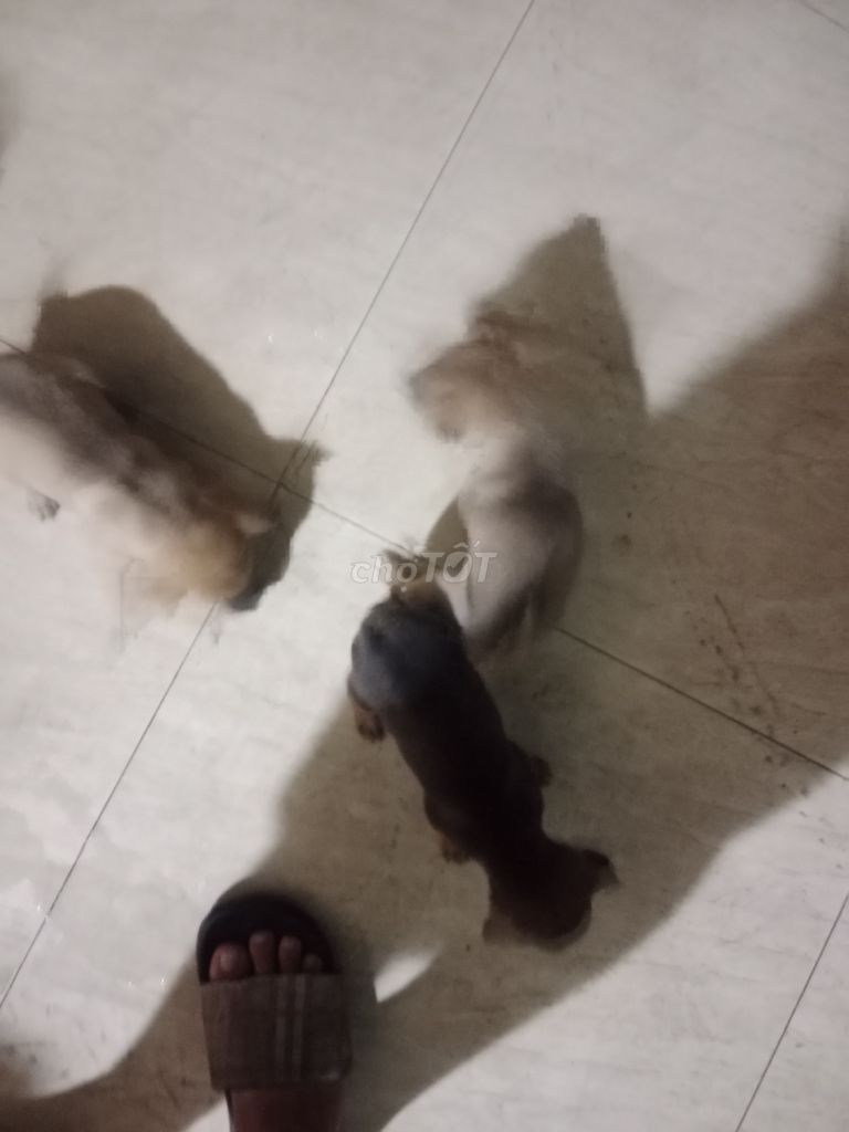 Chó con giống nhỏ 6 con. Mua bán Chó tại Quận 12 Tp Hồ Chí Minh được đăng bởi phuoc hình 1