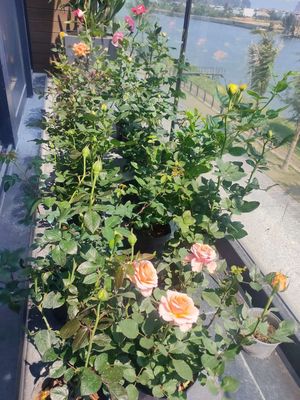 Thanh lý dọn vườn gấp 45 chậu hoa hồng ngoại