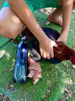 Gà Chân To Cực Khủng...To Hơn Bàn Chân Người Lớn. Mua bán Gà tại Thành phố Vũng Tàu Bà Rịa - Vũng Tàu được đăng bởi Đạt