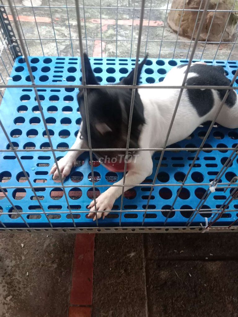 Bull pháp cái tơ thuần chủng. Mua bán Chó tại Huyện Bàu Bàng Bình Dương được đăng bởi Per Ala  hình 2