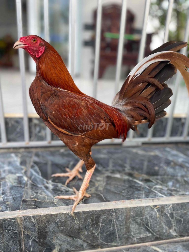 Gà chọi Cuban Mỹ 1.25kg Nâu đỏ. Mua bán Gà tại Quận Ninh Kiều Cần Thơ được đăng bởi Chuyên gà đá  hình 1