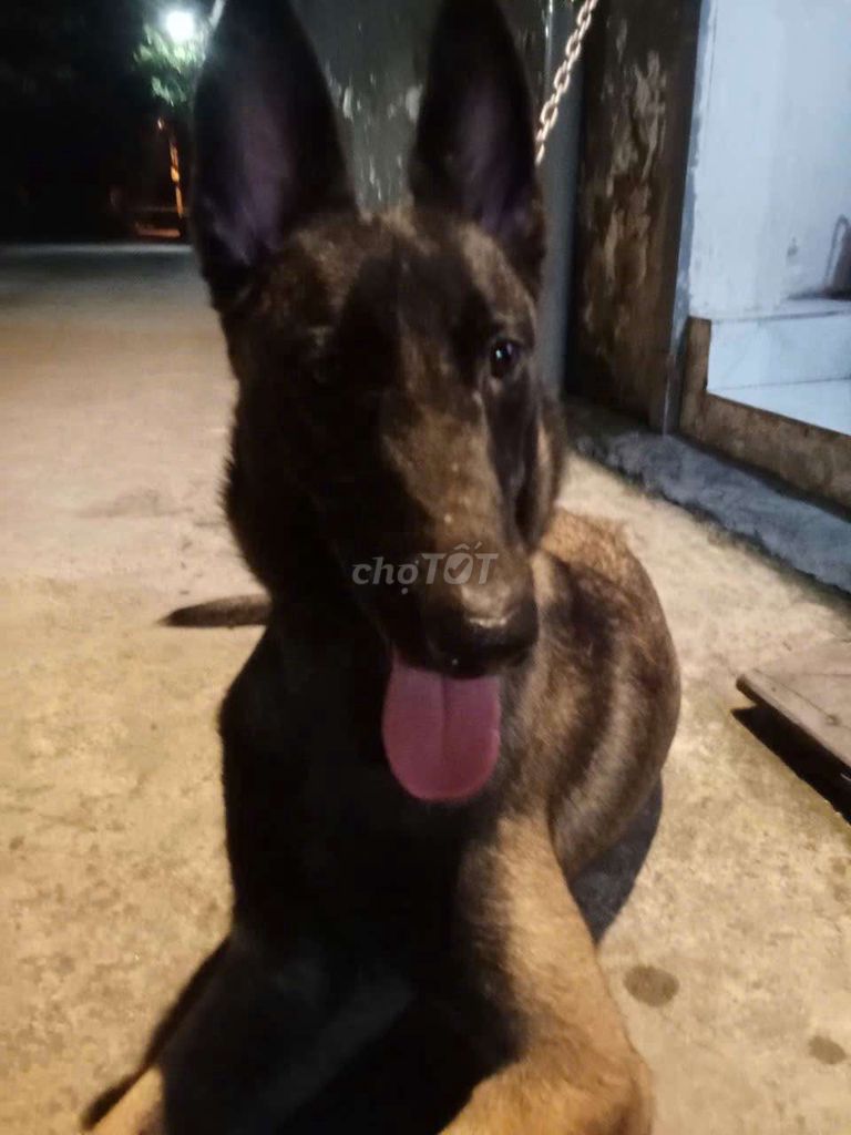Chó Malinois cái đã tiêm phòng. Mua bán Chó tại Quận 12 Tp Hồ Chí Minh được đăng bởi Phạm hậu hình 1