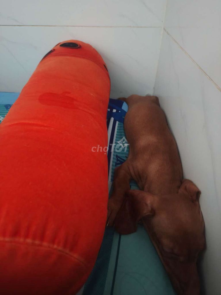Chó Lạp xưởng Vàng 2 tháng tuổi. Mua bán Chó tại Huyện Bình Chánh Tp Hồ Chí Minh được đăng bởi Dương Huỳnh Như hình 1
