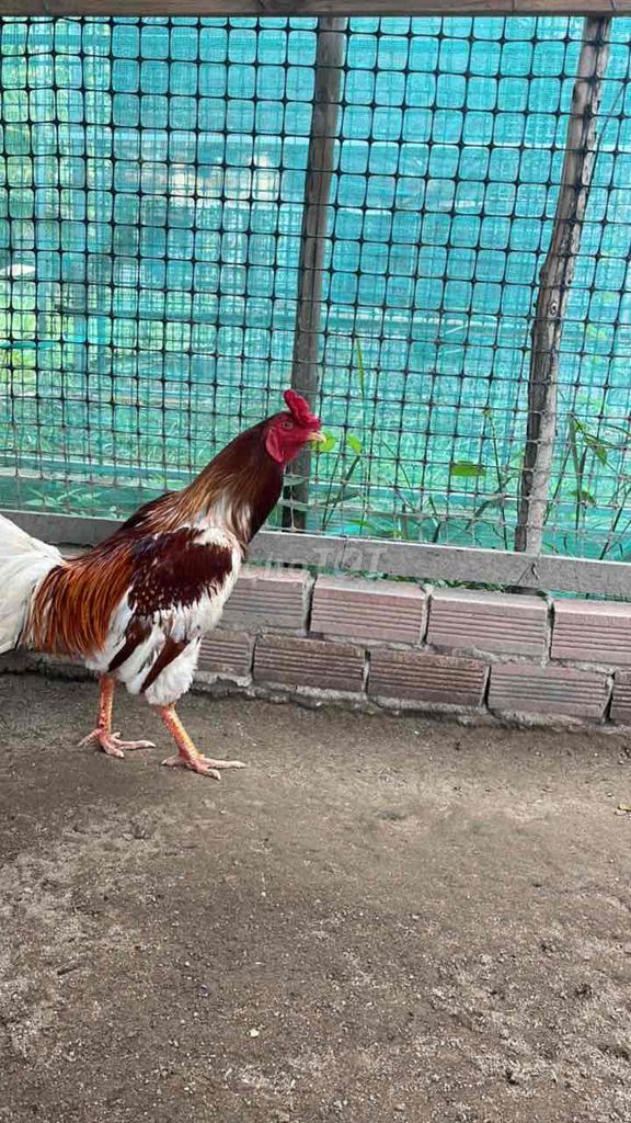 Gà bướm trống 10 tháng. Mua bán Gà tại Thành phố Thủ Đức Tp Hồ Chí Minh được đăng bởi the huy hình 1