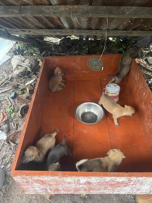 cần tìm nhà mới cho mấy e. Mua bán Chó tại Huyện Tánh Linh Bình Thuận được đăng bởi Ánh Tuyết