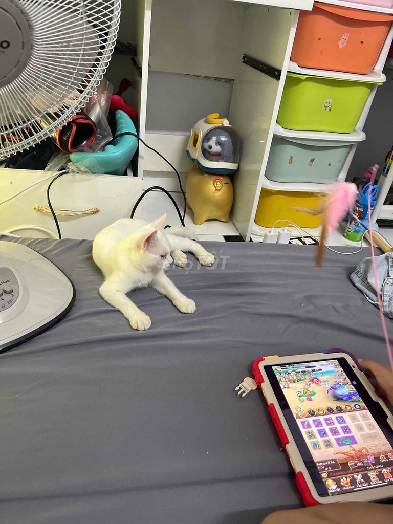 Mèo ALN 3th tuổi trắng tinh