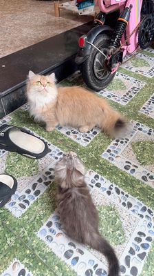 cần gả bé cái chân lùn golden. Mua bán Mèo tại Quận Bình Tân Tp Hồ Chí Minh được đăng bởi Em Mi