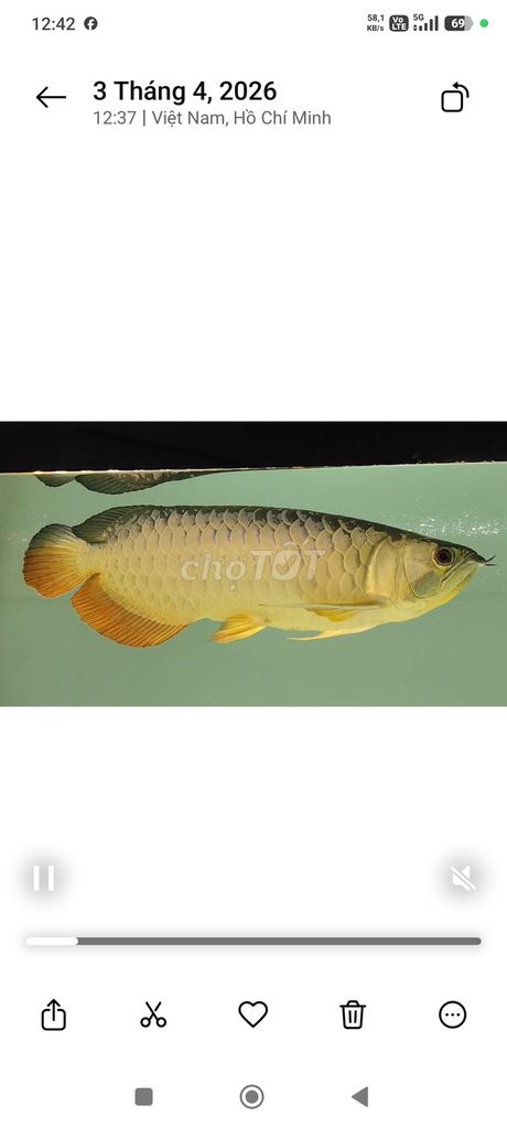 Cá rồng Vàng 57 cm. Mua bán Thú cưng khác tại Quận 12 Tp Hồ Chí Minh được đăng bởi Phùng chí tâm hình 1