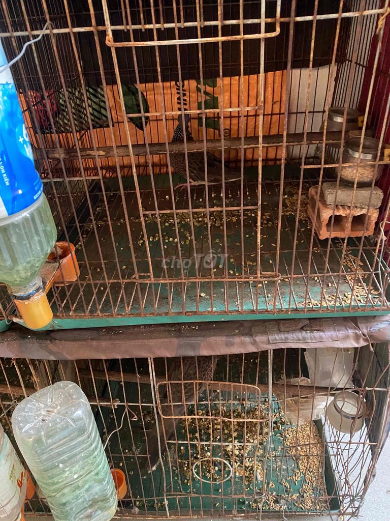 có 5 con chim cu gáy và 1 con chim sáo cần bán. Mua bán Chim tại Thành phố Thủ Dầu Một Bình Dương được đăng bởi Thao  hình 1