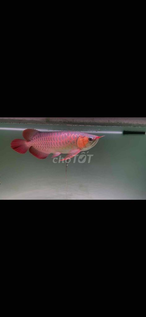 Cá huyết long size 45. Mua bán Thú cưng khác tại Thành phố Vũng Tàu Bà Rịa - Vũng Tàu được đăng bởi Hào Nguyễn hình 1
