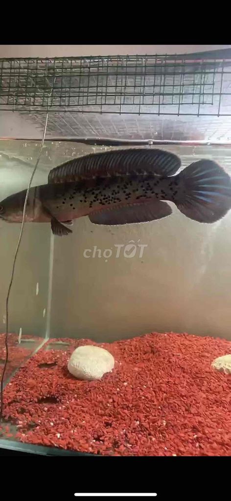 Cá Lóc Tiểu Hoàng Đế Max size Đen, Đỏ. Mua bán Thú cưng khác tại Quận Cẩm Lệ Đà Nẵng được đăng bởi Phan quoc cuong hình 1