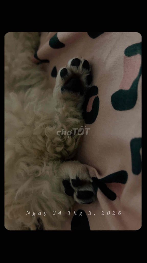 Chó Poodle Toy cái 2 tháng. Mua bán Chó tại Quận 7 Tp Hồ Chí Minh được đăng bởi Khải Di hình 1