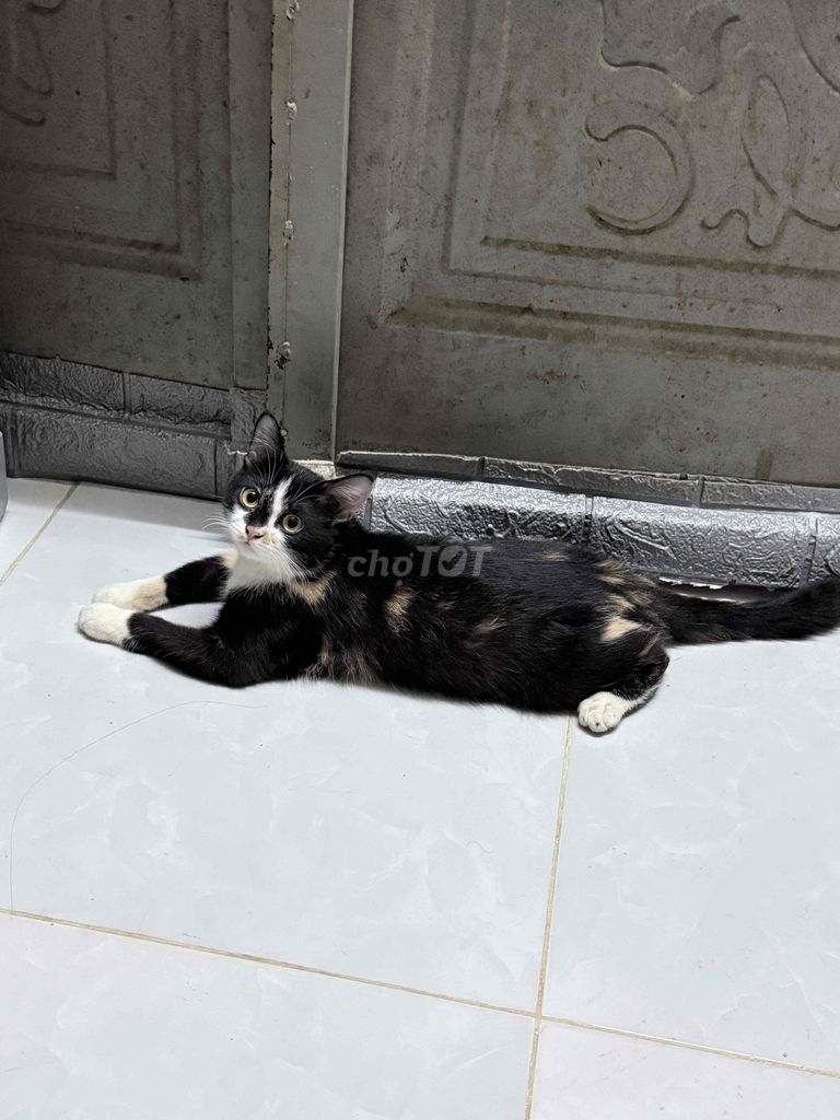 Mèo Tam thể cái 8 tháng tuổi. Mua bán Mèo tại Huyện Hóc Môn Tp Hồ Chí Minh được đăng bởi Tố Sương hình 1