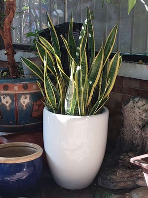 Chậu gốm và lưỡi hổ viền vàng, chậu mới đk40, H50. Mua bán Cây cảnh, đồ trang trí tại Quận Tân Bình Tp Hồ Chí Minh được đăng bởi Vườn Phố