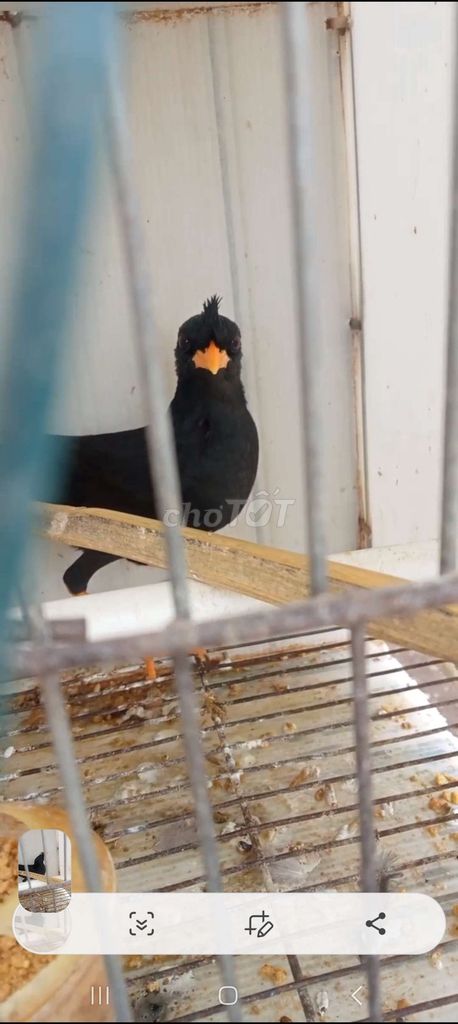 Chim Sáo đen mỏ vàng. Mua bán Chim tại Quận Long Biên Hà Nội được đăng bởi tổng kho sỉ hình 1