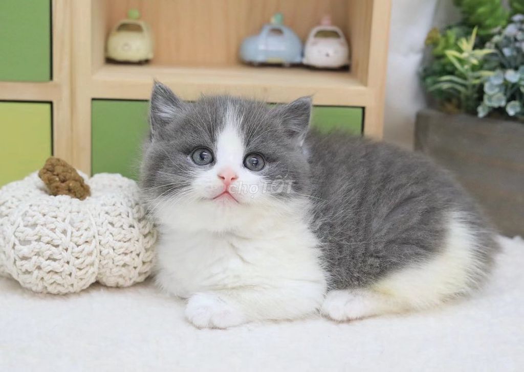 Munchkin chân ngắn Bicolor. Mua bán Mèo tại Quận 1 Tp Hồ Chí Minh được đăng bởi O PET  Thế Giới Thú Cưng hình 3