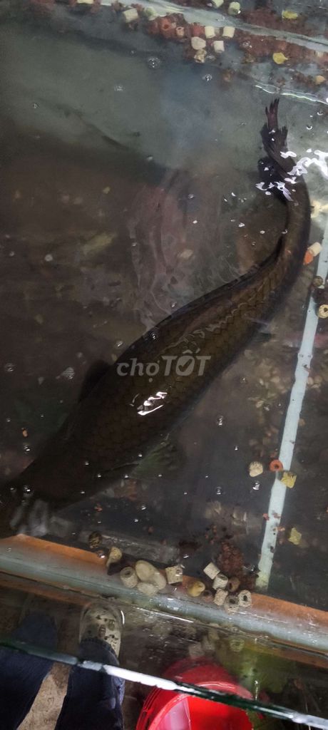 Cá cảnh hải tượng long sz 95 . Mua bán Thú cưng khác tại Quận 7 Tp Hồ Chí Minh được đăng bởi Phan Đán Dương hình 1