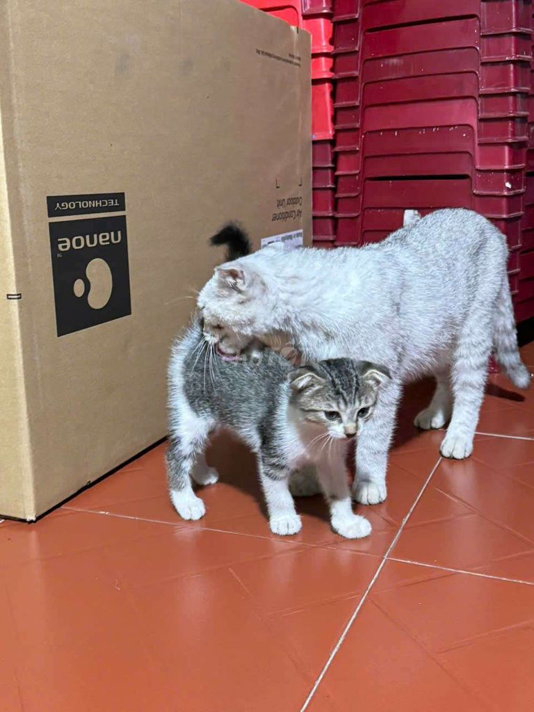Mèo anh lông dài. Mua bán Mèo tại Huyện Củ Chi Tp Hồ Chí Minh được đăng bởi Trương Hoài Linh hình 3