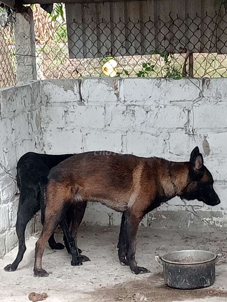 Chó đực màu Nâu đen. Mua bán Chó tại Huyện Quế Võ Bắc Ninh được đăng bởi Đức Phú hình 1