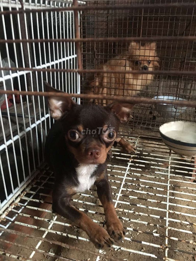 Chó Chihuahua scl, đực giống.. Mua bán Chó tại Huyện Gò Dầu Tây Ninh được đăng bởi An Khuong Nguyen hình 2