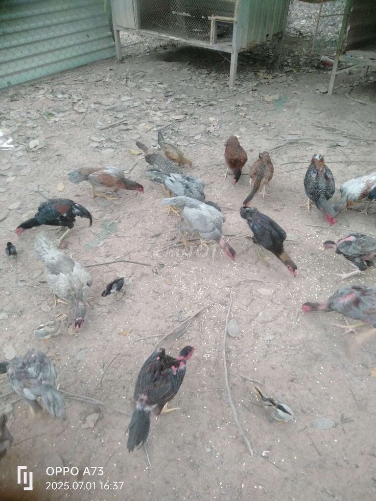 Gà nhà đúc. Nhờ anh em ủng hộ ah
