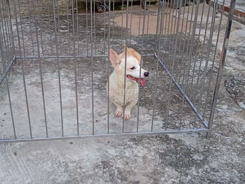 Chó Corgi Cái Trắng vàng đã sinh sản 1 lần. Mua bán Chó tại Thành phố Thủ Dầu Một Bình Dương được đăng bởi Nhân Rottweiler  hình 1