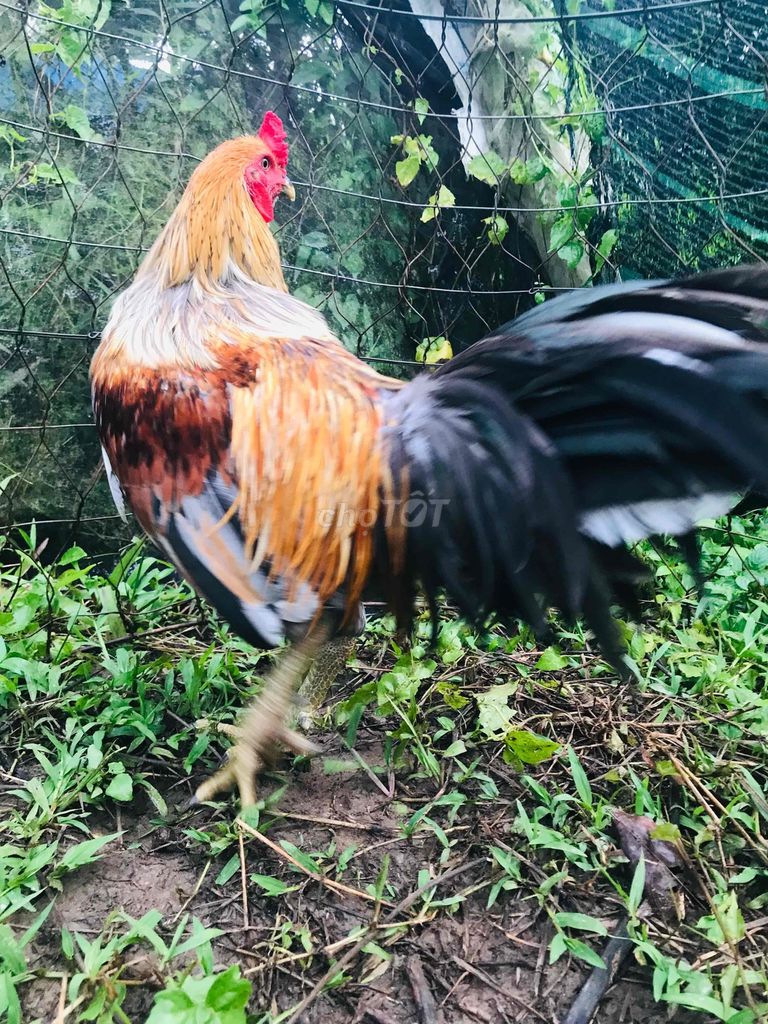 trống tơ 3.7kg. Mua bán Gà tại Huyện Mang Thít Vĩnh Long được đăng bởi Hưng Quoc hình 4