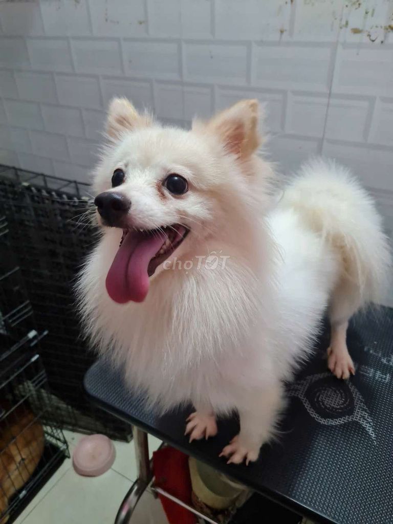 Chó Phốc Nhật đực trắng 1 tuổi. Mua bán Chó tại Quận Cẩm Lệ Đà Nẵng được đăng bởi Huỳnh Minh Khoa hình 1