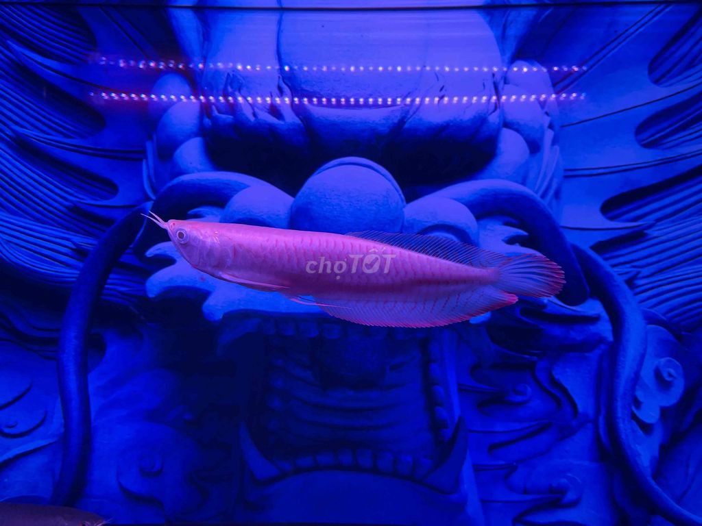 Cá cảnh Ngân long 28-30 cm Hồng. Mua bán Thú cưng khác tại Quận Tân Phú Tp Hồ Chí Minh được đăng bởi Thanh Le hình 1