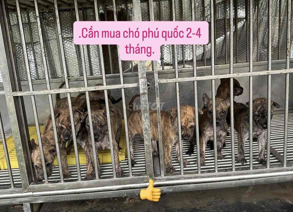 Chó Phú Quốc 2-4 tháng. Mua bán Chó tại Quận 12 Tp Hồ Chí Minh được đăng bởi Đình đình hình 1