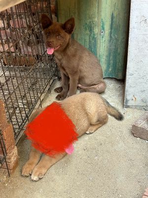 Bán 1 Con Chó H'Mông Cộc Màu Nâu Đỏ Đực