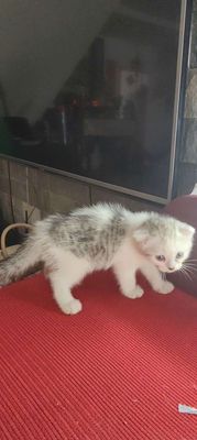 Mèo Anh Lông Ngắn.. Mua bán Mèo tại Thành phố Thủ Đức Tp Hồ Chí Minh được đăng bởi Pet Shop hình 1