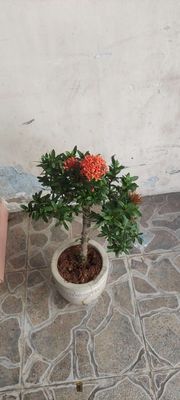 Cây trang bonsai
