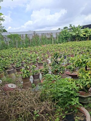 bán 1100m2 đất, hxh đường tam bình, thủ đức