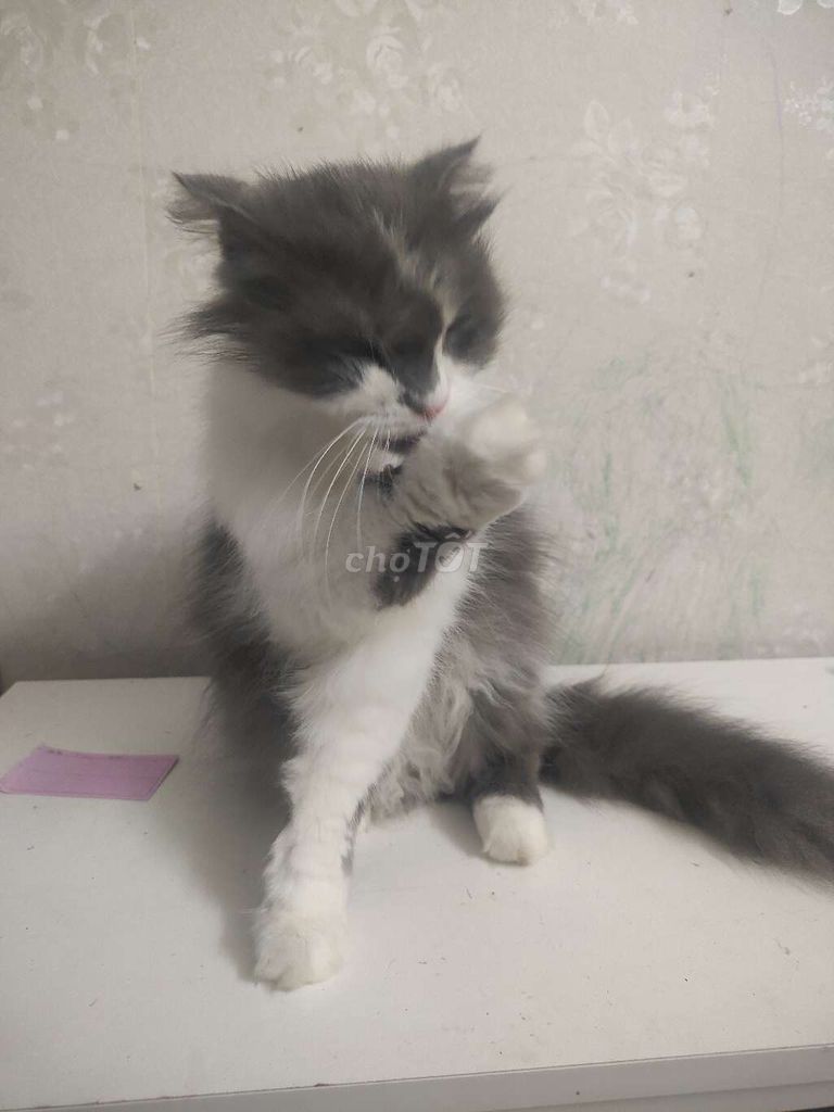 Mèo Anh lông dài cái Trắng xám. Mua bán Mèo tại Quận Đống Đa Hà Nội được đăng bởi Hữu Giỏi hình 1