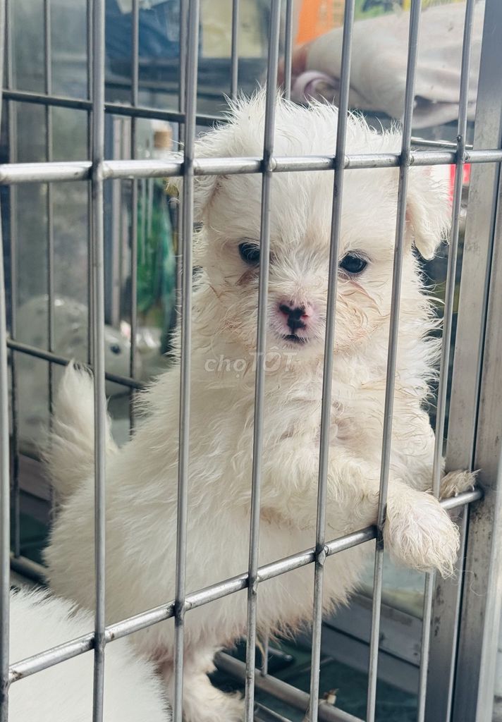 Chó Poodle đực 40 ngày tuổi. Mua bán Chó tại Huyện Giồng Trôm Bến Tre được đăng bởi Pun hình 1